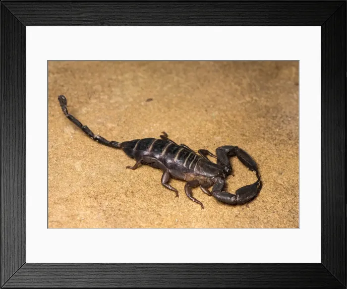 Framed Print : Picture No. 11980544 Framed Print : Picture No. 11980544