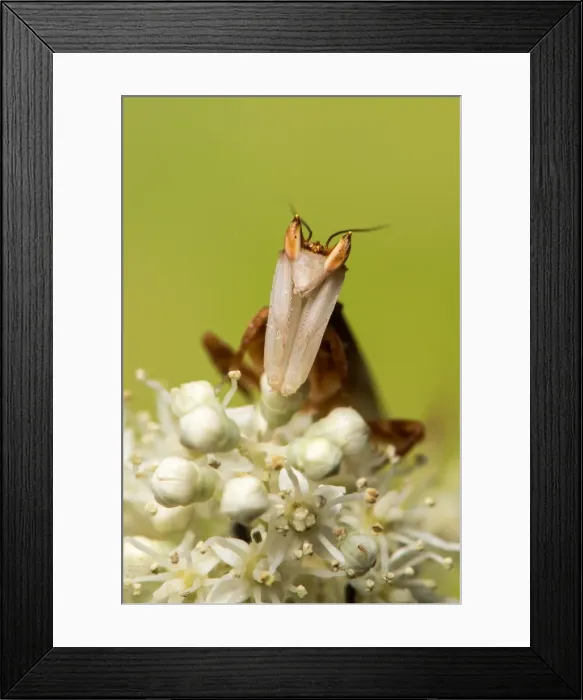 Framed Print : Picture No. 11980545