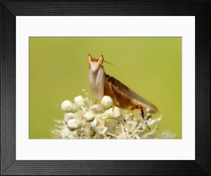 Framed Print : Picture No. 11980546 Framed Print : Picture No. 11980546