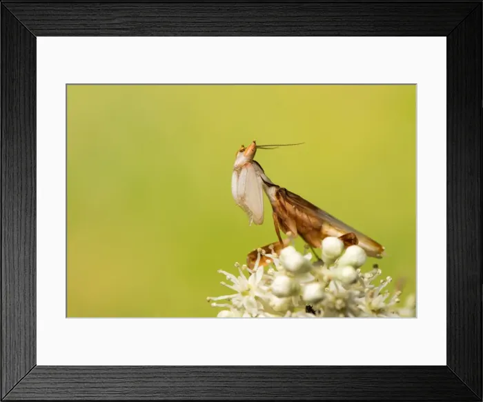 Framed Print : Picture No. 11980547