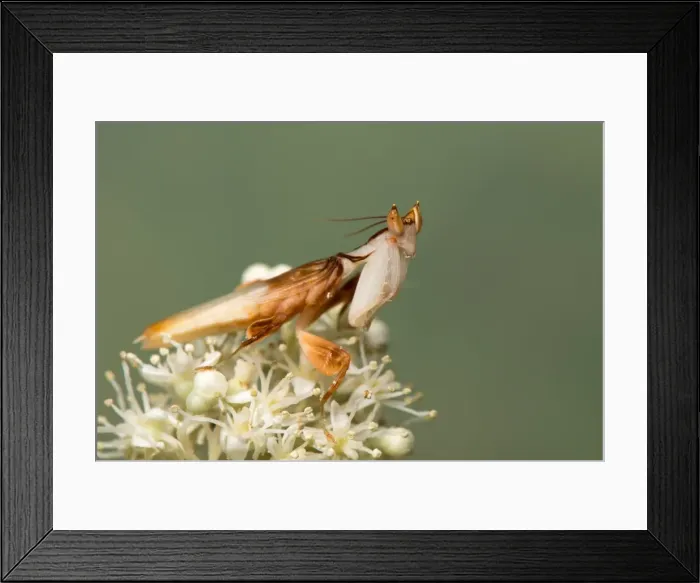 Framed Print : Picture No. 11980548 Framed Print : Picture No. 11980548