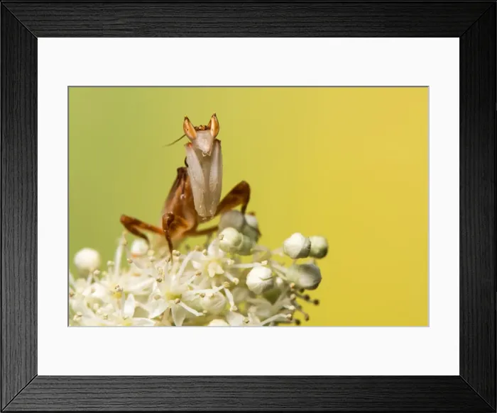Framed Print : Picture No. 11980549