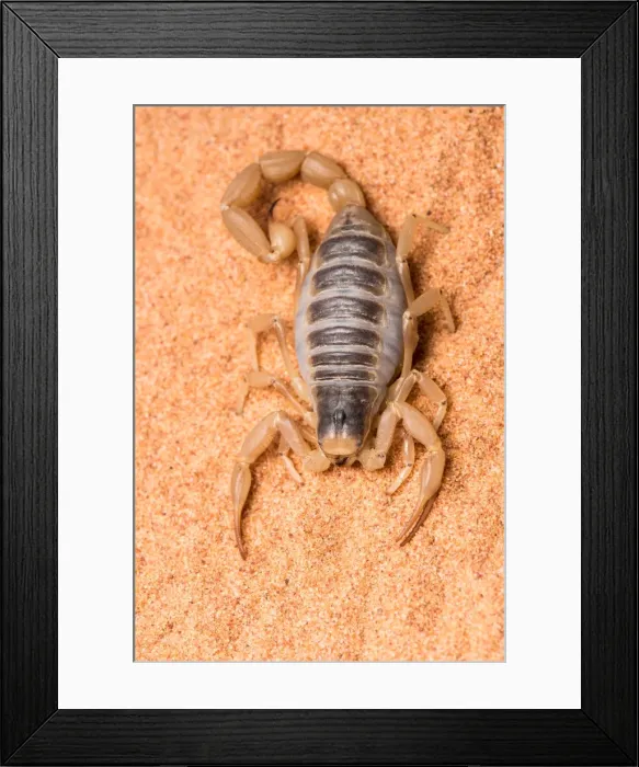 Framed Print : Picture No. 11980550 Framed Print : Picture No. 11980550