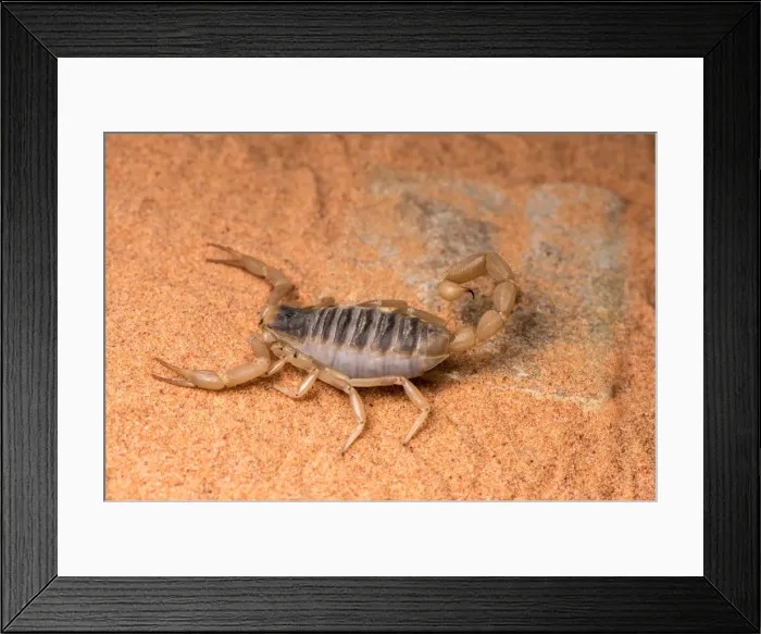 Framed Print : Picture No. 11980551