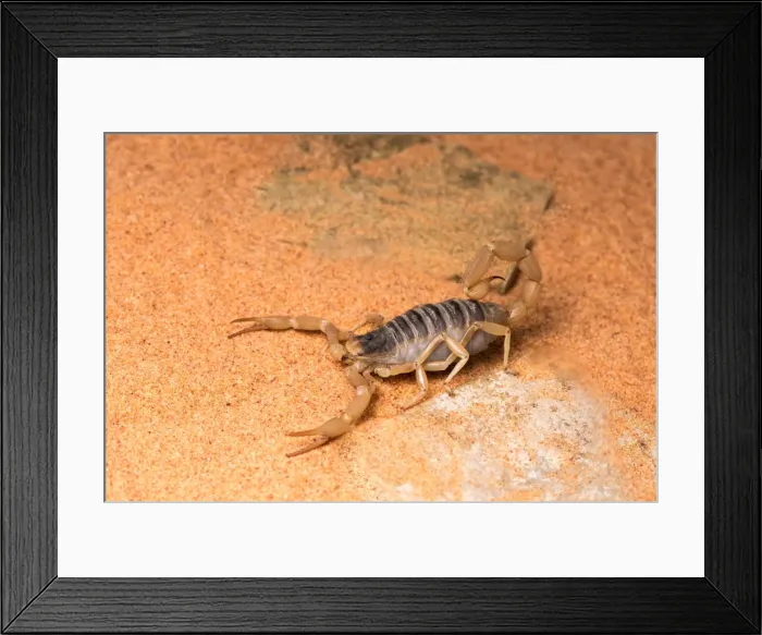 Framed Print : Picture No. 11980552 Framed Print : Picture No. 11980552