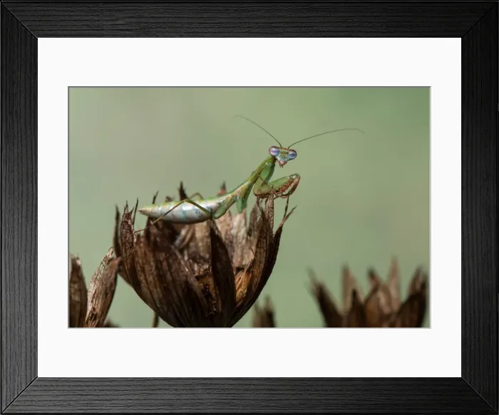 Framed Print : Picture No. 11980553 Framed Print : Picture No. 11980553