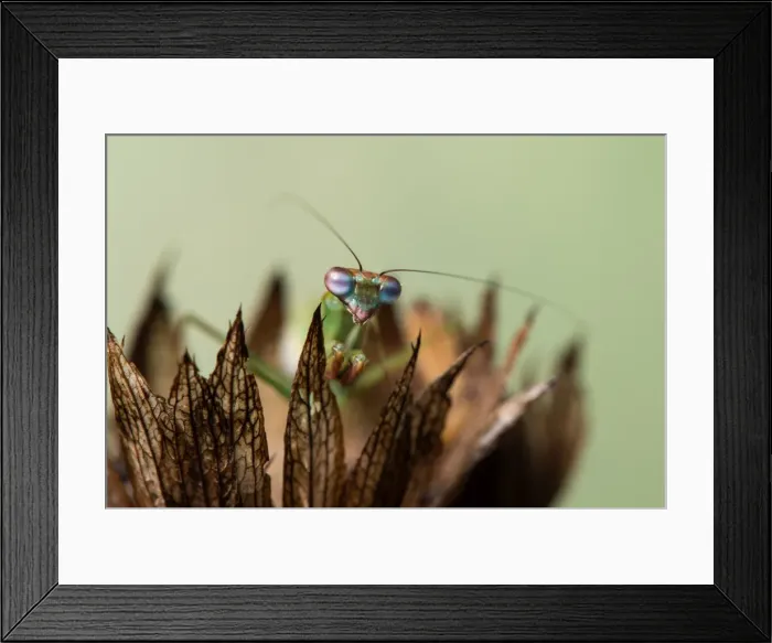 Framed Print : Picture No. 11980554 Framed Print : Picture No. 11980554