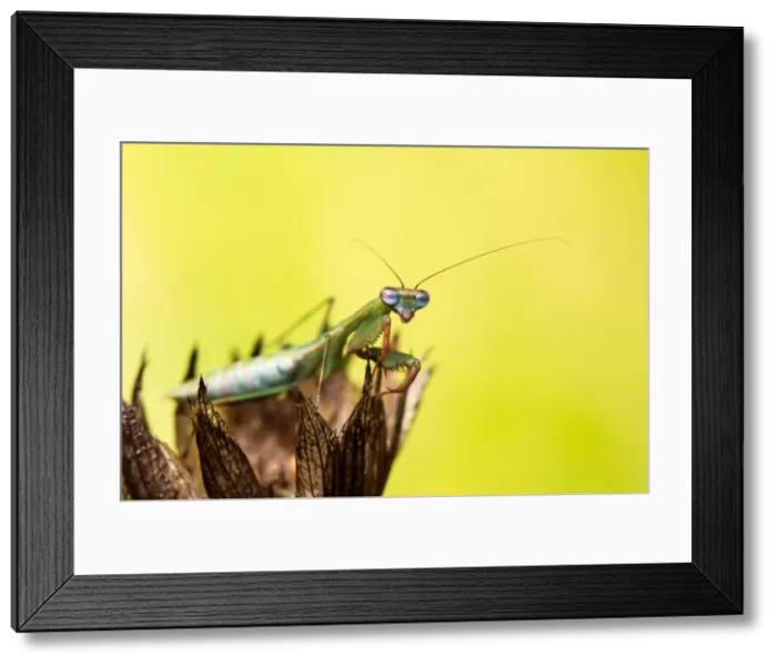 Framed Print : Picture No. 11980555 Framed Print : Picture No. 11980555
