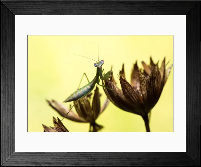 Framed Print : Picture No. 11980556