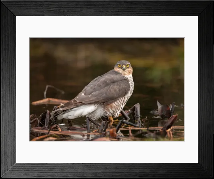 Framed Print : Picture No. 11980557 Framed Print : Picture No. 11980557