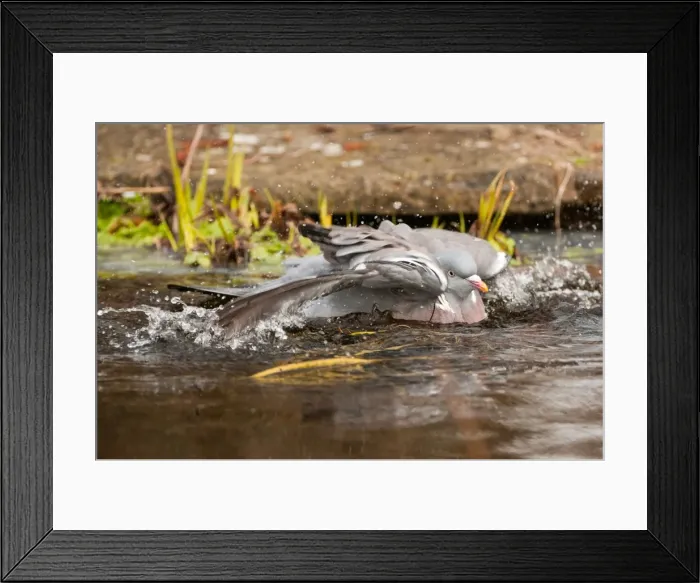 Framed Print : Picture No. 11980558 Framed Print : Picture No. 11980558