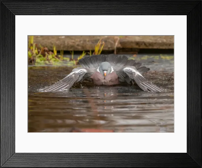 Framed Print : Picture No. 11980559 Framed Print : Picture No. 11980559