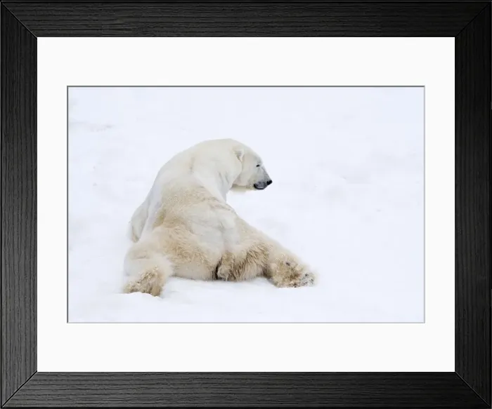 Framed Print : Picture No. 11981816