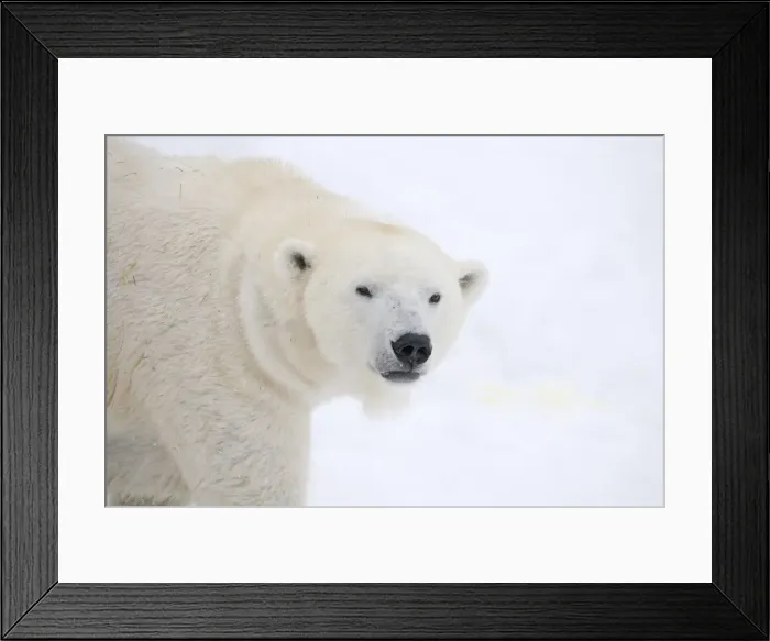 Framed Print : Picture No. 11981817 Framed Print : Picture No. 11981817