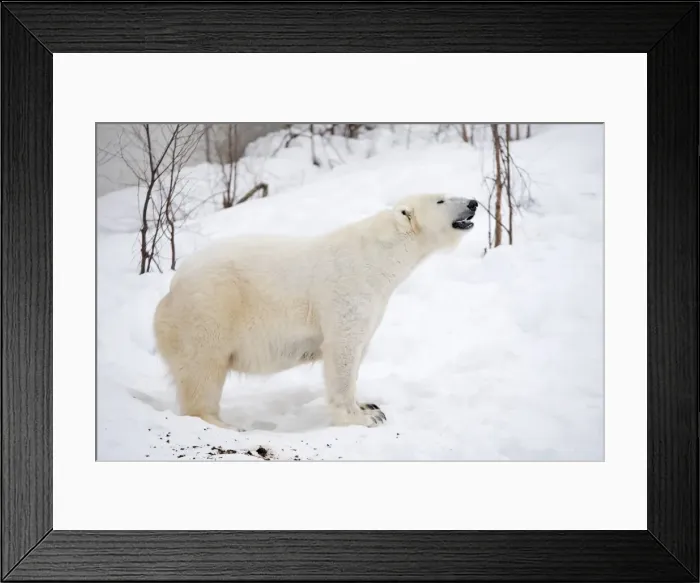 Framed Print : Picture No. 11981818 Framed Print : Picture No. 11981818
