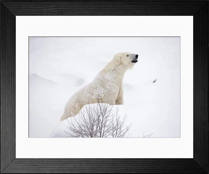 Framed Print : Picture No. 11981819