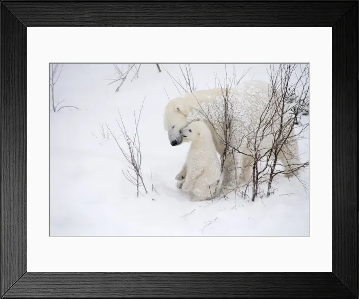 Framed Print : Picture No. 11981820