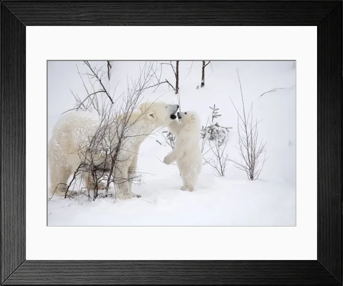 Framed Print : Picture No. 11981821