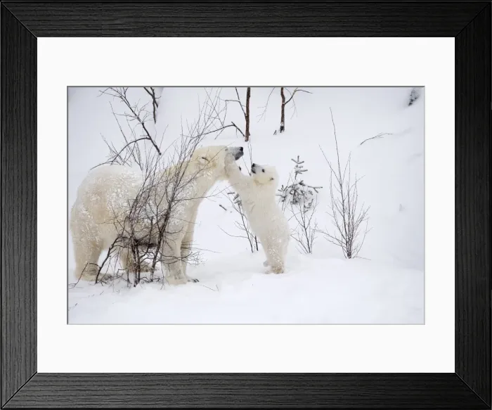 Framed Print : Picture No. 11981822 Framed Print : Picture No. 11981822
