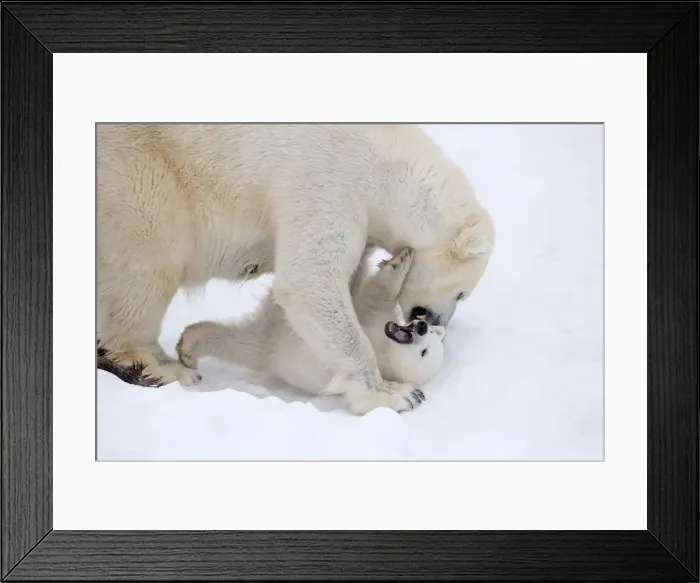 Framed Print : Picture No. 11981823 Framed Print : Picture No. 11981823