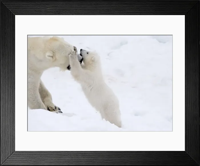 Framed Print : Picture No. 11981825 Framed Print : Picture No. 11981825