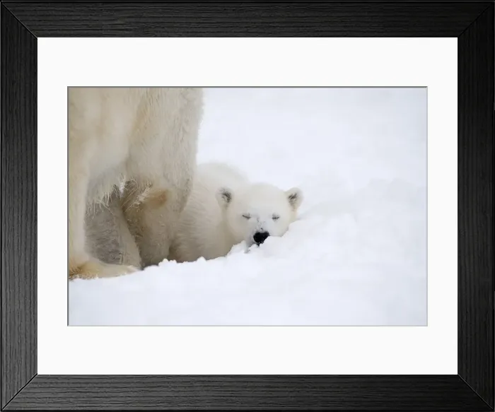 Framed Print : Picture No. 11981828
