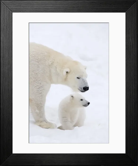 Framed Print : Picture No. 11981833 Framed Print : Picture No. 11981833