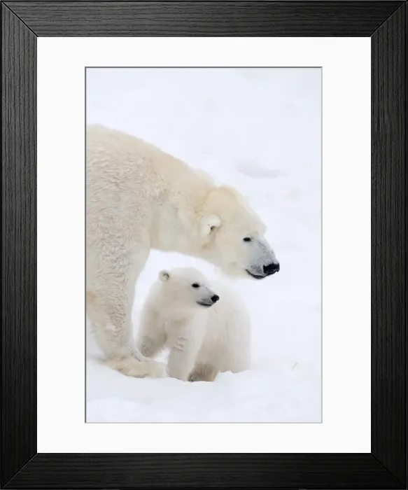 Framed Print : Picture No. 11981834 Framed Print : Picture No. 11981834