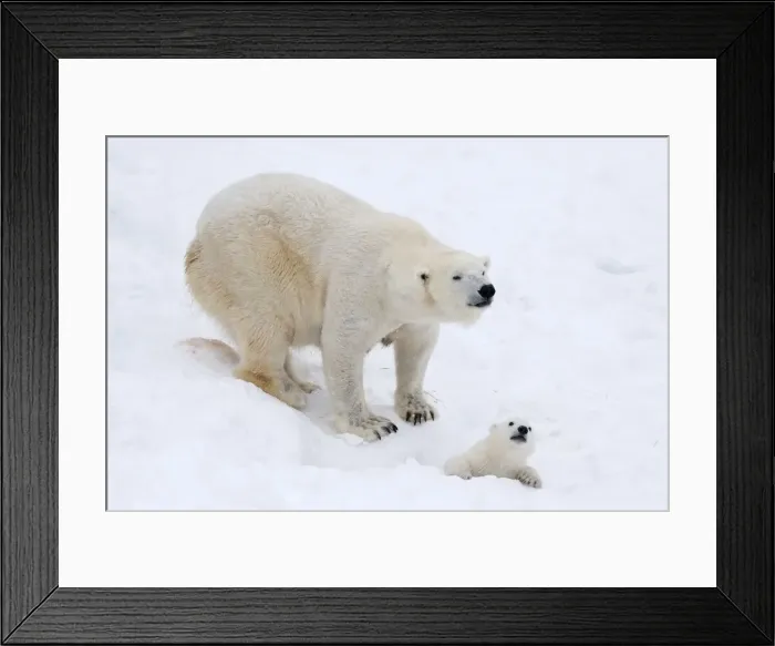 Framed Print : Picture No. 11981835 Framed Print : Picture No. 11981835