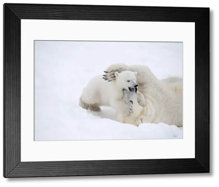 Framed Print : Picture No. 11981841 Framed Print : Picture No. 11981841
