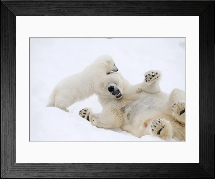 Framed Print : Picture No. 11981843 Framed Print : Picture No. 11981843