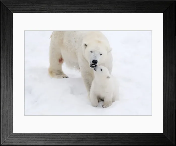 Framed Print : Picture No. 11981844 Framed Print : Picture No. 11981844