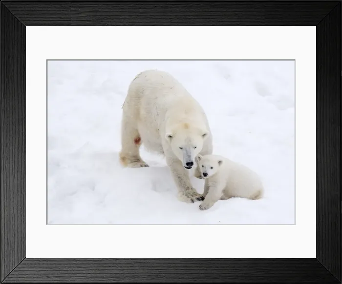 Framed Print : Picture No. 11981845 Framed Print : Picture No. 11981845