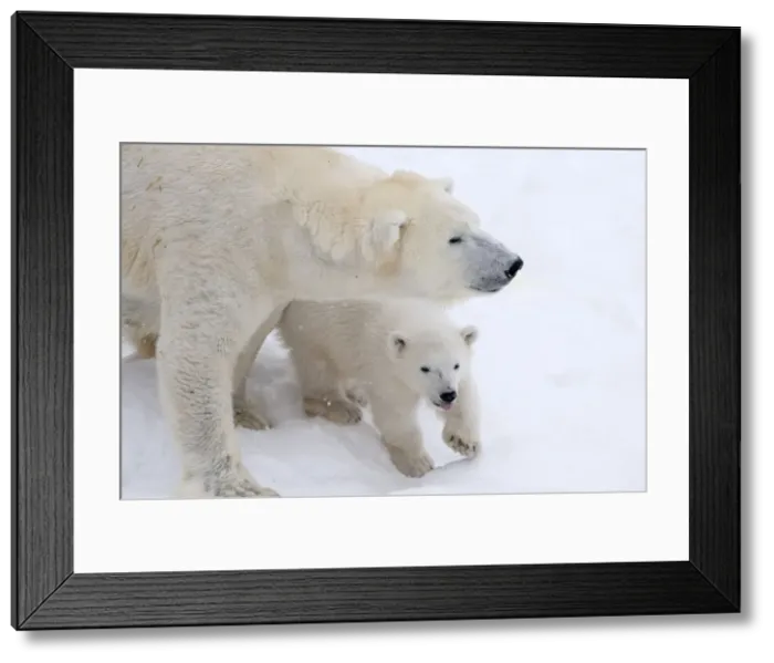 Framed Print : Picture No. 11981846