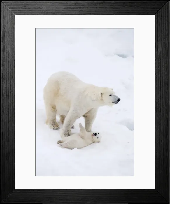 Framed Print : Picture No. 11981848 Framed Print : Picture No. 11981848