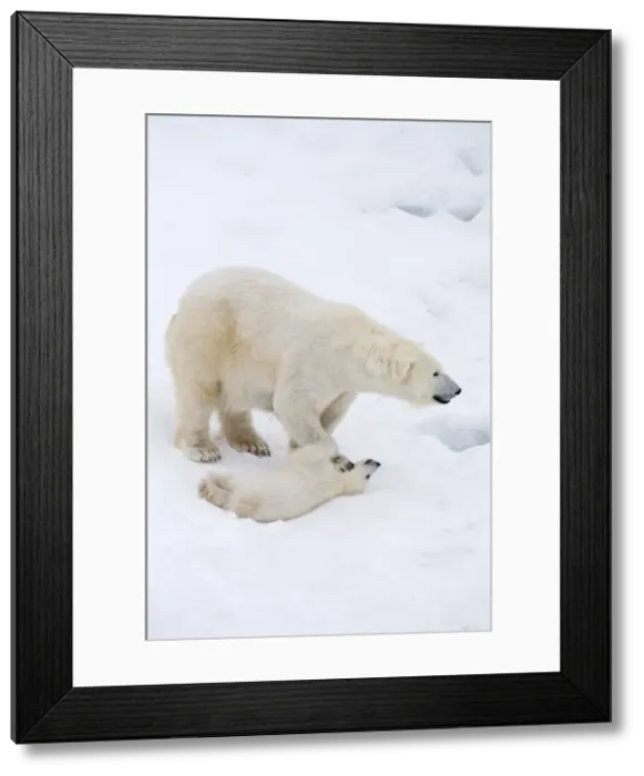 Framed Print : Picture No. 11981849 Framed Print : Picture No. 11981849