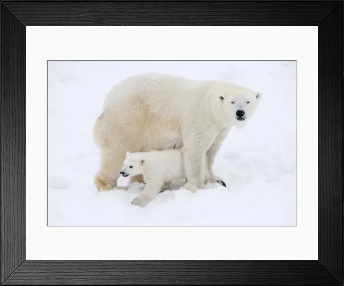 Framed Print : Picture No. 11981851 Framed Print : Picture No. 11981851
