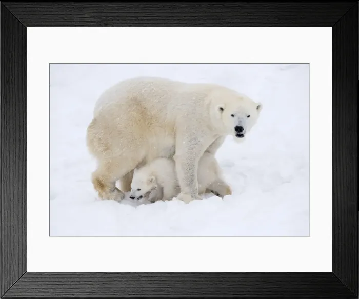 Framed Print : Picture No. 11981852 Framed Print : Picture No. 11981852