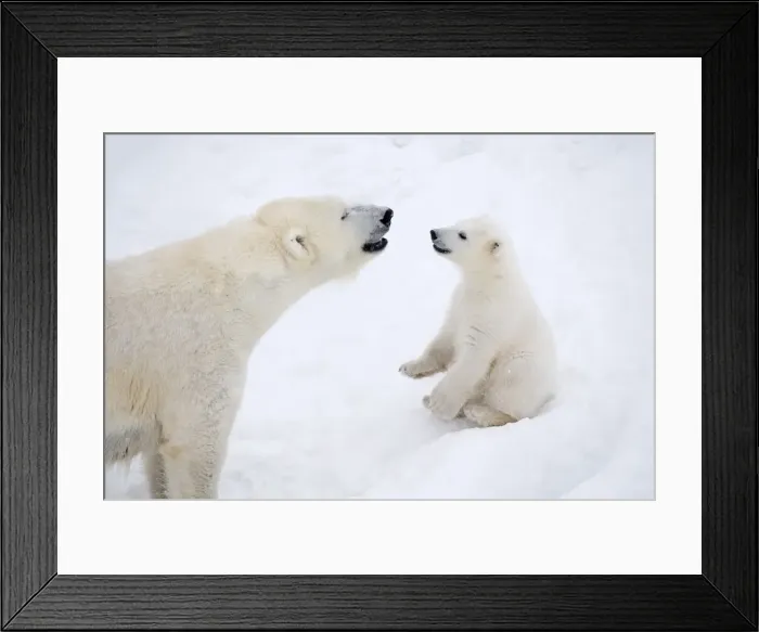 Framed Print : Picture No. 11981853 Framed Print : Picture No. 11981853