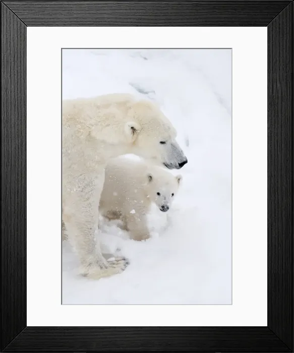Framed Print : Picture No. 11981856 Framed Print : Picture No. 11981856