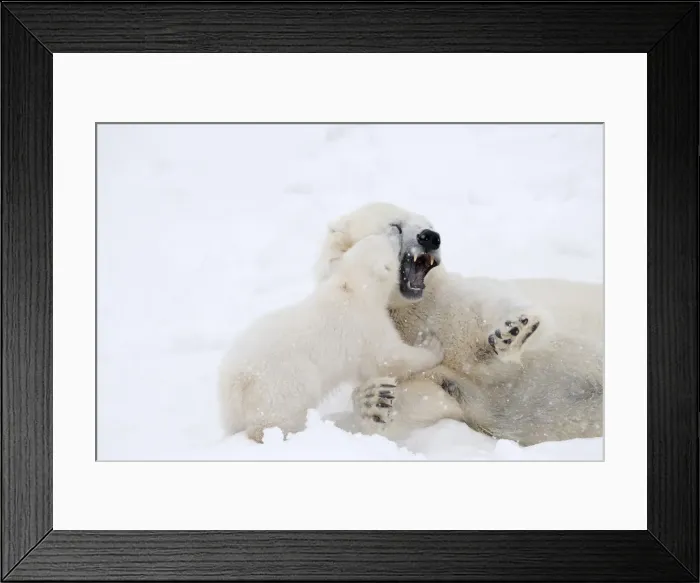 Framed Print : Picture No. 11981861 Framed Print : Picture No. 11981861