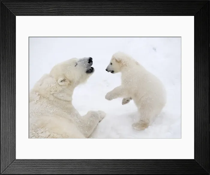 Framed Print : Picture No. 11981862 Framed Print : Picture No. 11981862