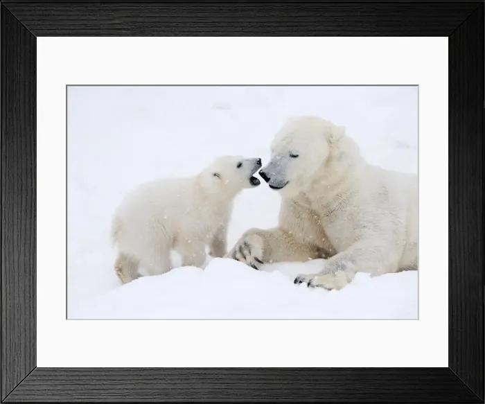 Framed Print : Picture No. 11981864 Framed Print : Picture No. 11981864
