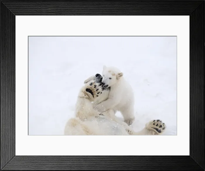 Framed Print : Picture No. 11981865 Framed Print : Picture No. 11981865