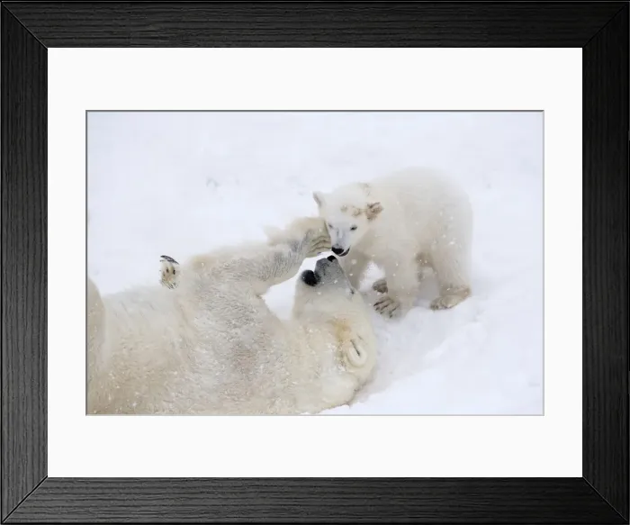 Framed Print : Picture No. 11981866 Framed Print : Picture No. 11981866