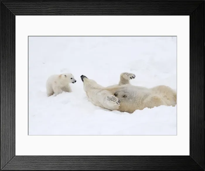 Framed Print : Picture No. 11981867