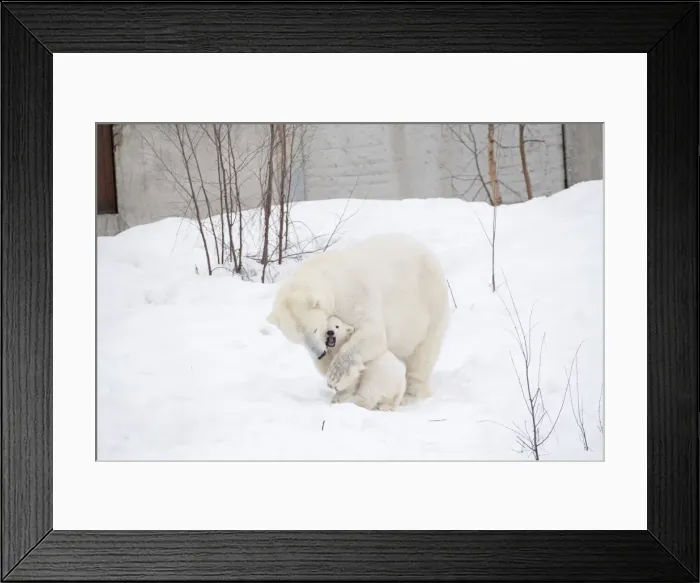 Framed Print : Picture No. 11981869 Framed Print : Picture No. 11981869