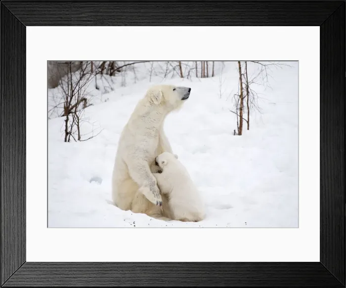 Framed Print : Picture No. 11981872 Framed Print : Picture No. 11981872