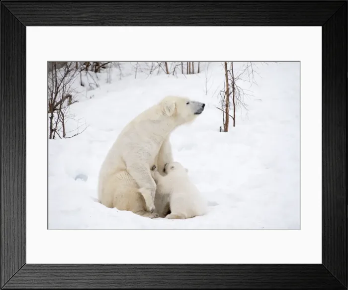 Framed Print : Picture No. 11981873 Framed Print : Picture No. 11981873