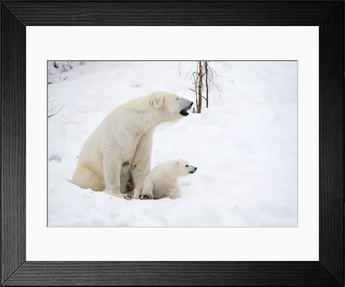 Framed Print : Picture No. 11981874 Framed Print : Picture No. 11981874